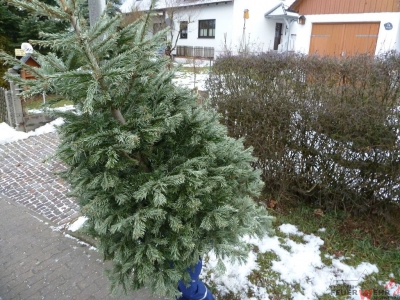 Weihnachtsbaumsammeln 2017_35